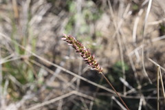 Enneapogon robustissimus