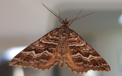 Chrysolarentia heliacaria