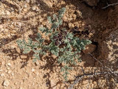 Lomatium mohavense