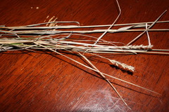 Enneapogon robustissimus