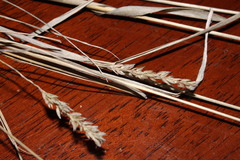 Enneapogon robustissimus