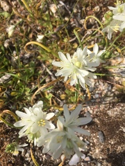 Ornithogalum concinnum