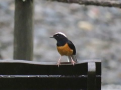 Copsychus stricklandii stricklandii