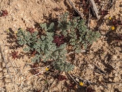 Lomatium mohavense