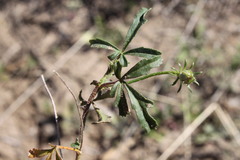Hibiscus brachysiphonius