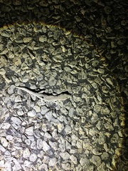 Strophurus williamsi