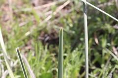Lomandra multiflora multiflora