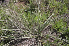 Lomandra multiflora multiflora