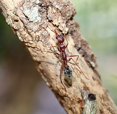 Myrmecia comata
