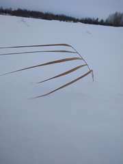 Phragmites australis