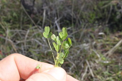 Medicago laciniata
