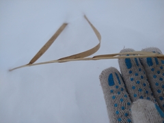 Phragmites australis