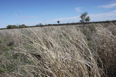 Panicum queenslandicum