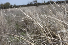 Panicum queenslandicum