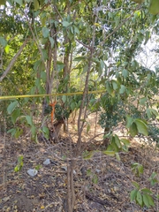 Tabernaemontana tomentosa