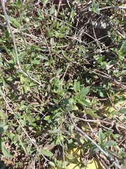 Ambrosia ambrosioides