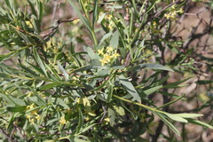Pimelea neoanglica