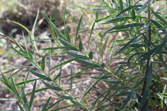 Pimelea neoanglica
