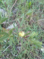 Psidium salutare mucronatum