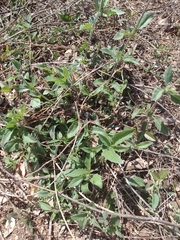 Ambrosia ambrosioides