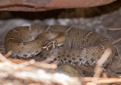 Crotalus willardi willardi