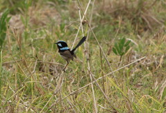 Malurus cyaneus cyanochlamys