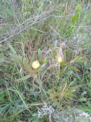 Psidium salutare mucronatum