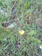 Psidium salutare mucronatum