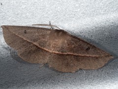 Phallaria ophiusaria