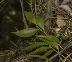 Griselinia ruscifolia