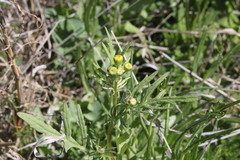 Senecio brigalowensis