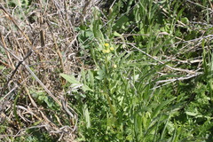 Senecio brigalowensis