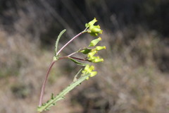 Senecio glossanthus