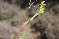 Senecio glossanthus