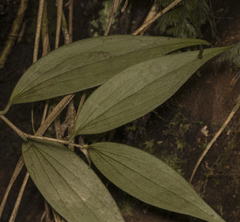 Griselinia ruscifolia