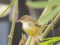 Prinia familiaris