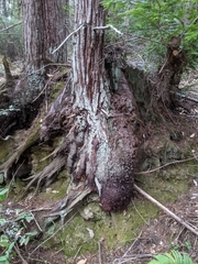 Sequoia sempervirens
