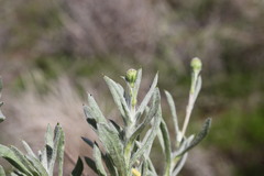 Leiocarpa brevicompta