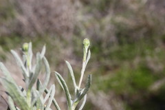 Leiocarpa brevicompta