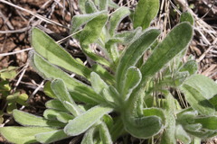 Leiocarpa brevicompta