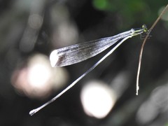 Mecistogaster amalia