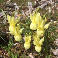 Narcissus triandrus