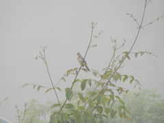 Pycnonotus goiavier analis