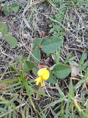 Rhynchosia diversifolia