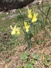 Narcissus triandrus