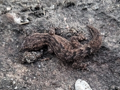 Hemidactylus brasilianus