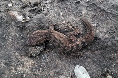 Hemidactylus brasilianus