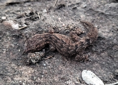 Hemidactylus brasilianus