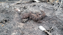 Hemidactylus brasilianus