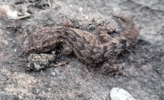 Hemidactylus brasilianus